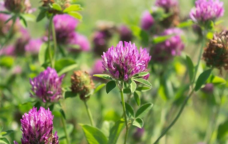 The Trick To Keeping Weeds Out Of Your Gilbert, Az Lawn