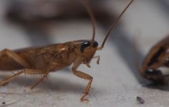 What's So Bad About German Cockroaches In Gilbert?